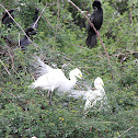 Little Egret