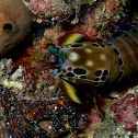Mantis shrimp