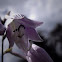 Hosta