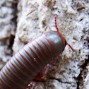 Florida Ivory Millipede