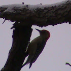 Red-bellied Woodpecker