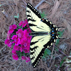 Eastern Tiger Swallowtail Butterfly
