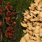 False turkey tail