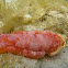 Spanish Dancer Nudibranch