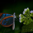 Clearwing Butterfly