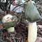 Mushroom