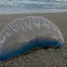 Portuguese man o' war