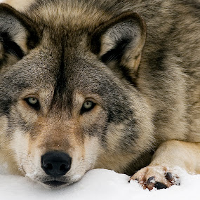 by Rachel Bilodeau - Animals Other Mammals