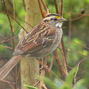 White-throated Sparrow