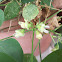 Bean Flower