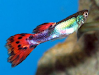 Venta De Peces Guppy Importados Baratisimos