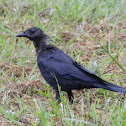 American Crow