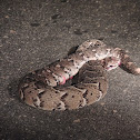 Puff Adder