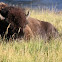 American Bison