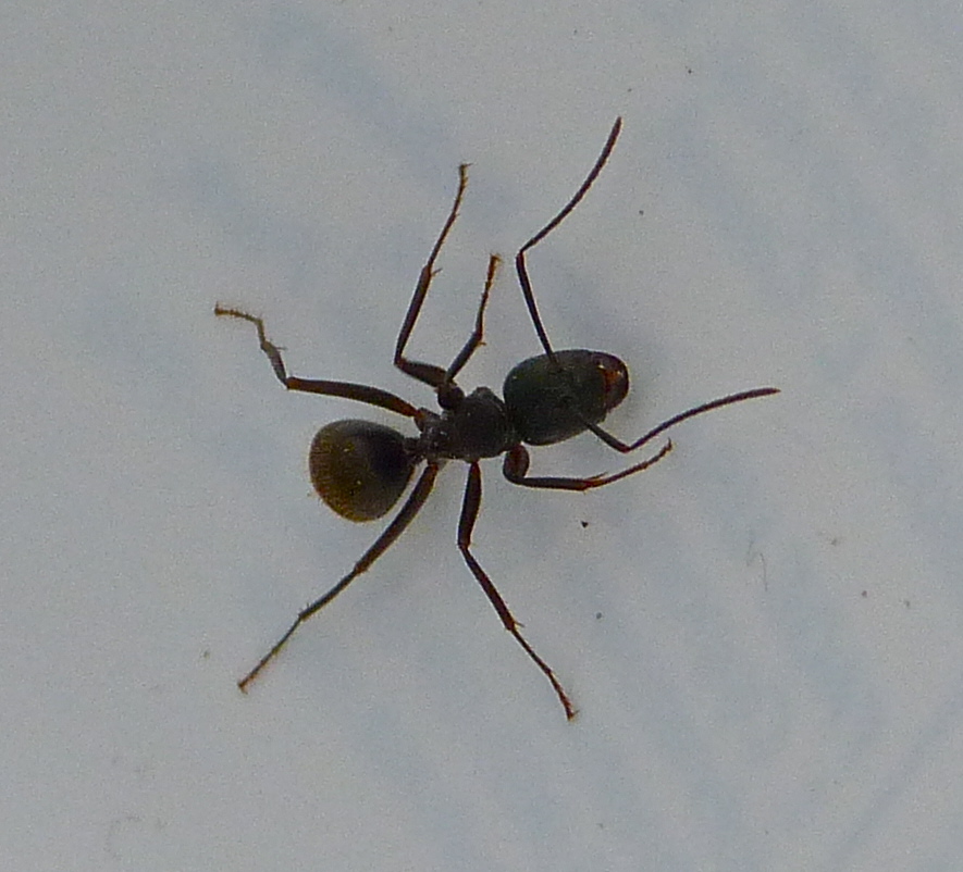 Ant