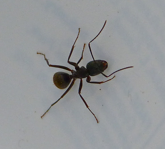 Spotting Image 1