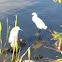 Snowy Egret