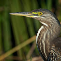 Young Striated Heron
