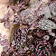 Polka Dot Plant