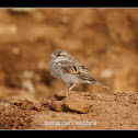 House sparrow