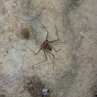 Tailless whip scorpion