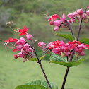 Clerodendron
