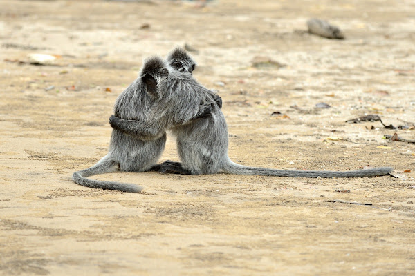 silvered leaf monkey | Project Noah