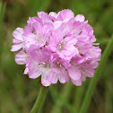 Sea pink