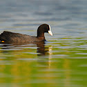 coot