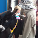 Ass (donkey)