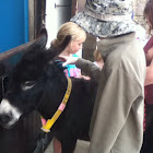 Ass (donkey)