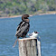 Neotropic Cormorant
