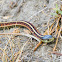 Coast Garter Snake