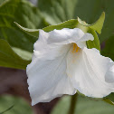 Large White Trillium
