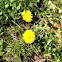 Dandelion