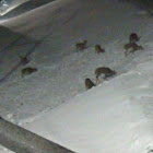 Whitetail Deer
