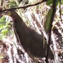 Rufescent Tiger Heron/Taiaçu [Juvenile]