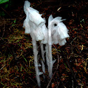 Indian Pipe