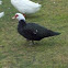 Goose