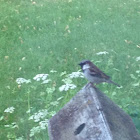 House Sparrow