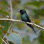 Colibrí cola de pincel verde