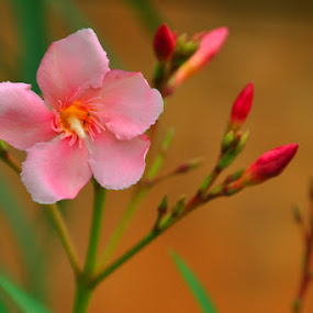 The Pinki by Akash Kumar - Novices Only Flowers & Plants ( happy, beautiful, pink, buds, welcoming, flower )