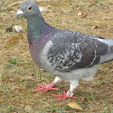 Rock pigeon ( banded # 23)