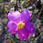 Rosa de Castilla ?