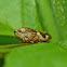 Four-spotted spittlebug