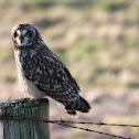 Short-Eared Owl