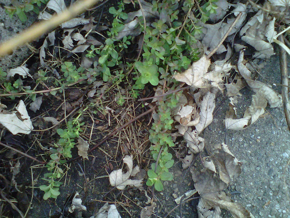 Spotting Image 1