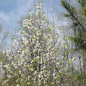 Callery Pear