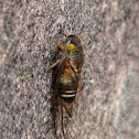 cicada