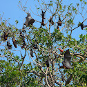 Small-island Flying Fox